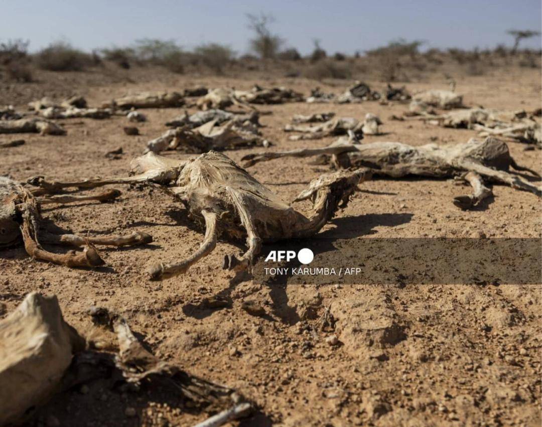 Kenya Drought Deepens As Livestock Die, Food Crisis Worsens