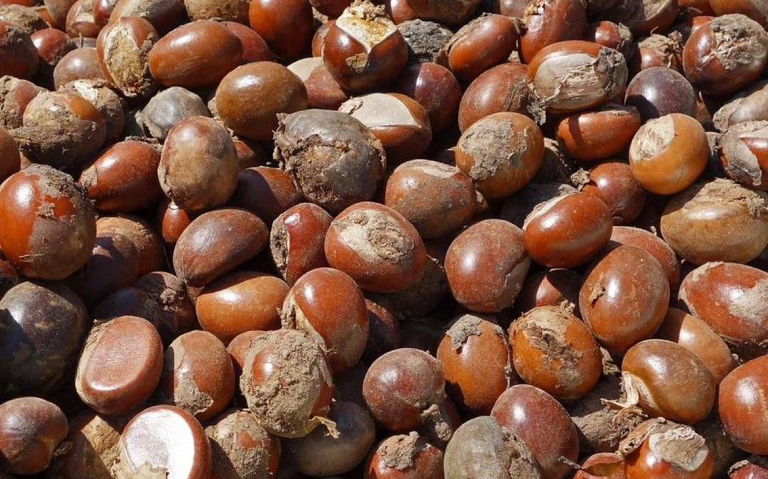 President Tinubu Extends Ban On Raw Shea Nut Export By One Year