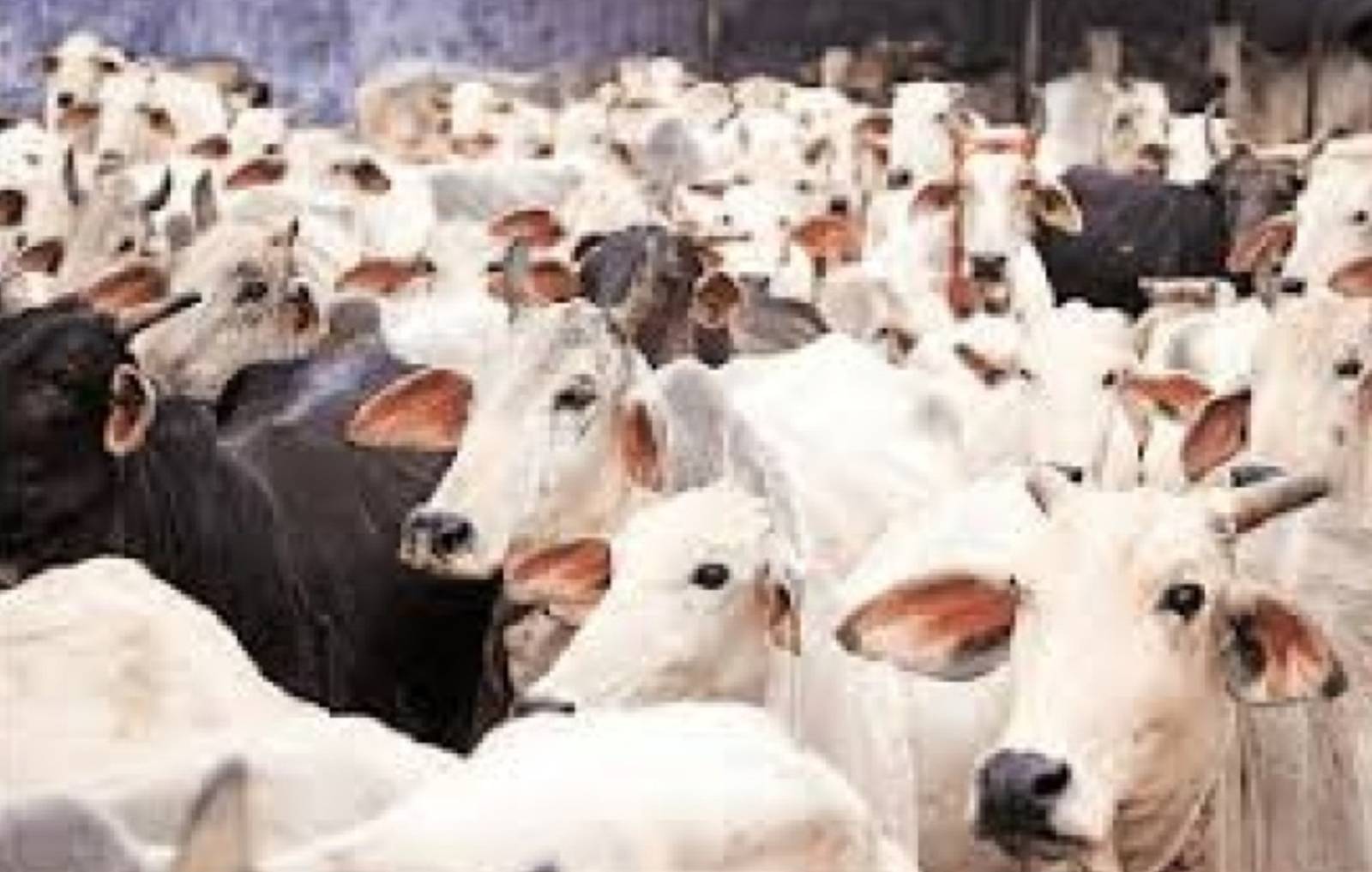 Cow Prices Hit N2.5m, Higher Than Used Cars, Butchers Lament