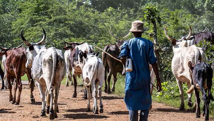 Two Herders Arraigned Over Alleged Unlawful Grazing