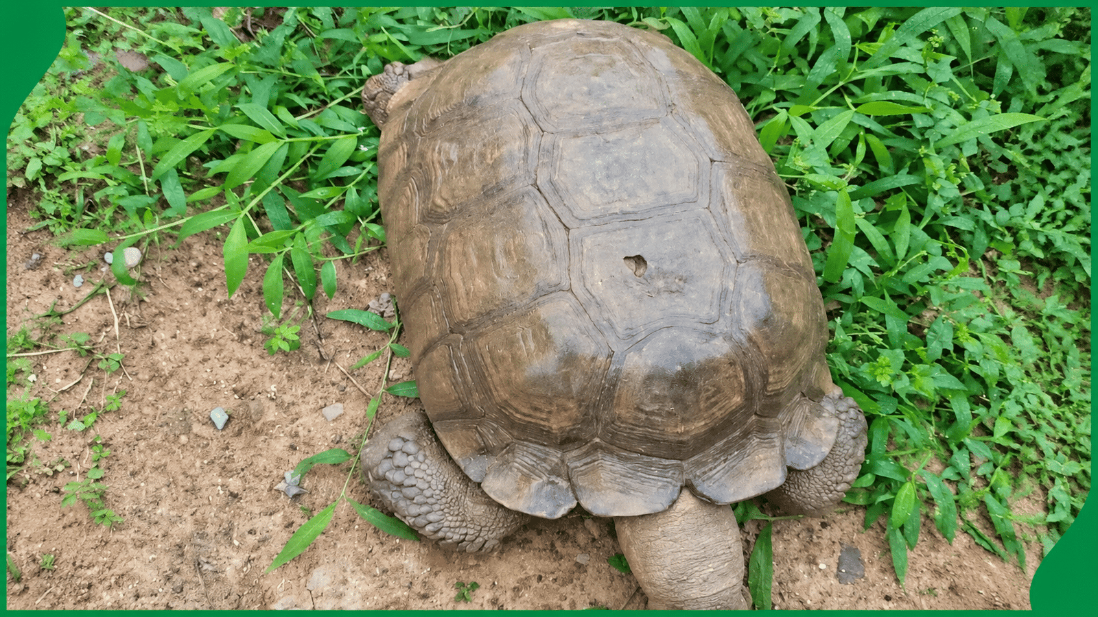 Alaafin’s 420-Year-Old Tortoise Dies